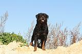 ROTTWEILER 113